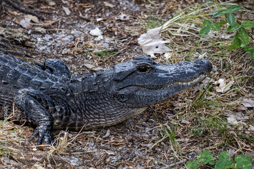 Fototapeta premium alligator in the swamp