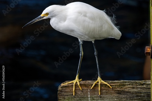 snowy egret