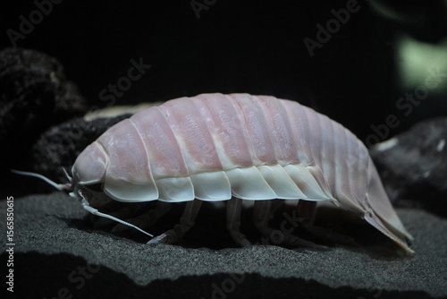 Giant Isopod (Bathynomus giganteus) in Japan