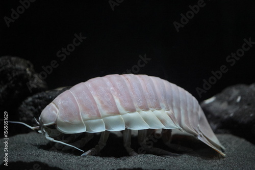 Giant Isopod (Bathynomus giganteus) in Japan