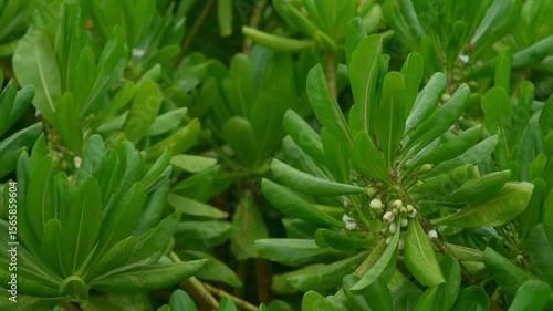 Scaevola taccada, Beach Naupaka or Beach Cabbage, a salt-tolerant plant.