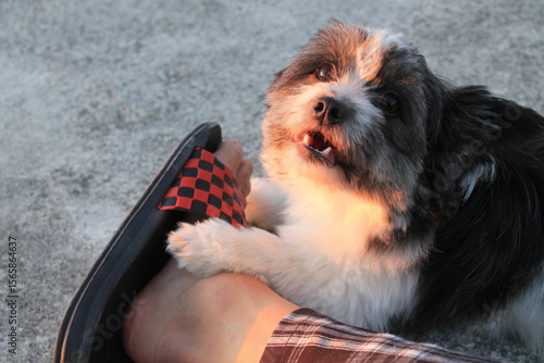 Puppy