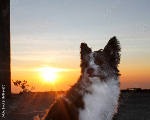dog at sunset