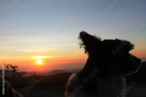 dog at sunset