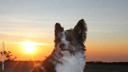 dog at sunset
