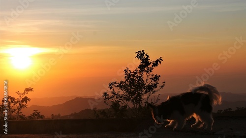silhouette of a dog