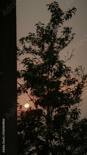 sunset in the forest