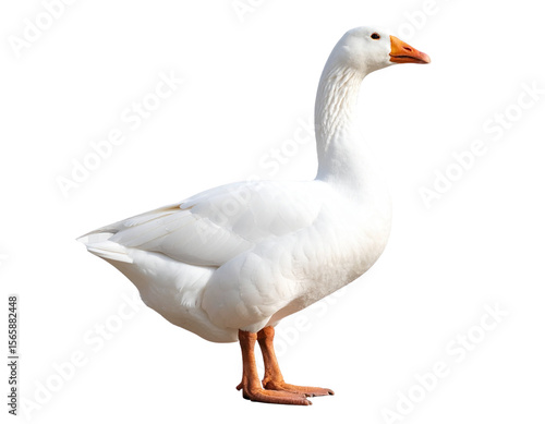 Side Profile of Graceful White Goose with Neck Extended Isolated PNG