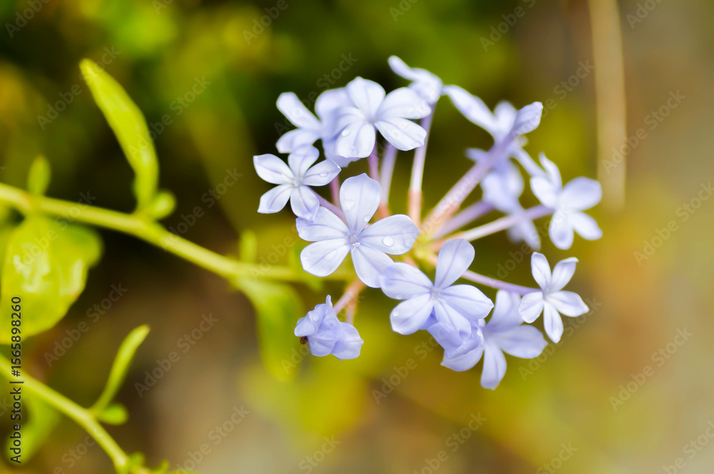 Cape leadwort, PLUMBAGINACEAE or Plumbago auriculata Lam and rain droplet Cape leadwort, PLUMBAGINACEAE or Plumbago auriculata Lam and rain droplet