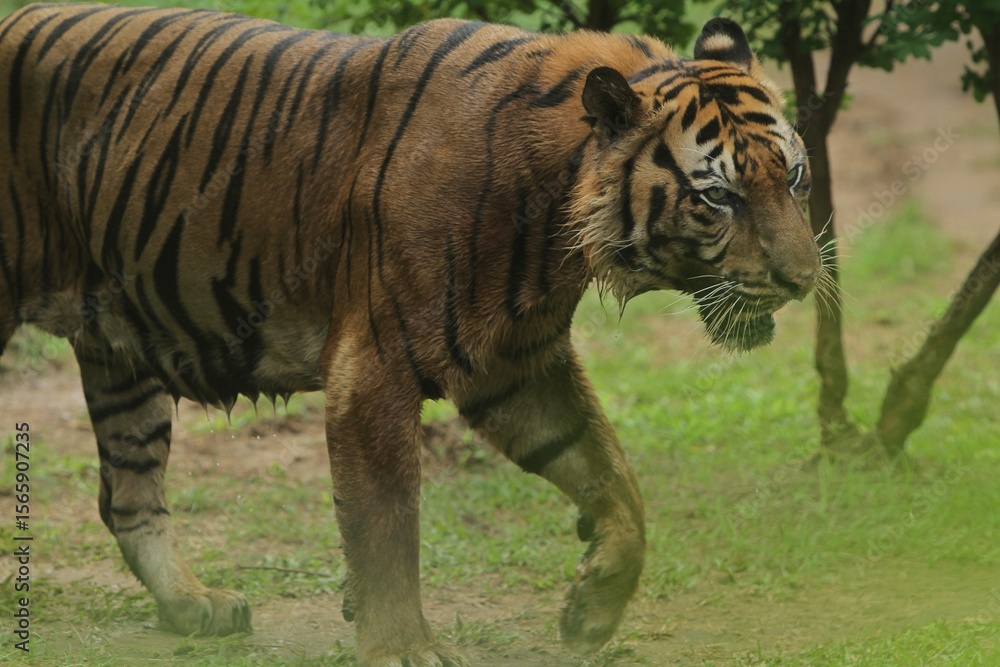 Obraz premium Side view of a sumatran tiger roaming in the bushes during the day
