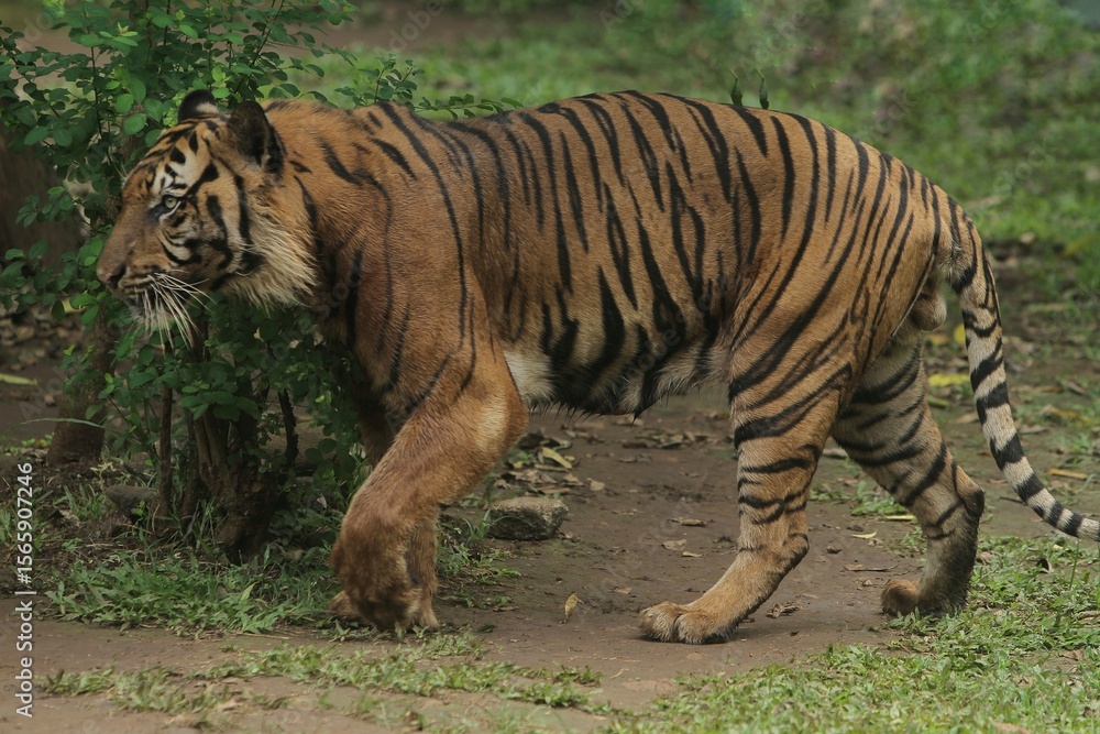 Fototapeta premium Side view of a sumatran tiger roaming in the bushes during the day