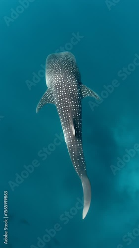 Underwater Ocean View of a Whale Shark Animal Wildlife