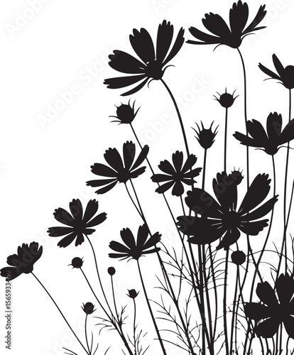 Black and white silhouette of multiple cosmos flowers with star-shaped petals and slender stems, capturing the natural flow and clustering for a simple yet elegant composition.