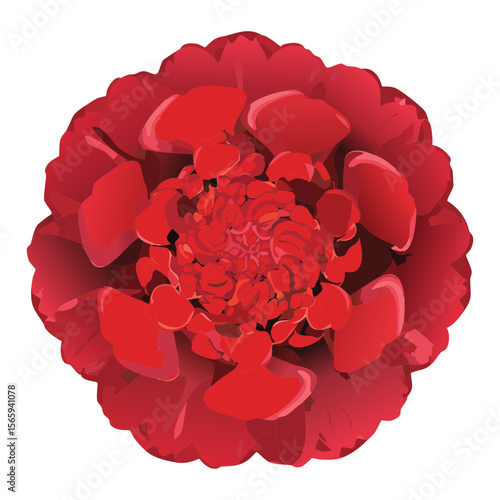 Wallpaper Mural Deep Red Peony Flower Petals Texture Torontodigital.ca