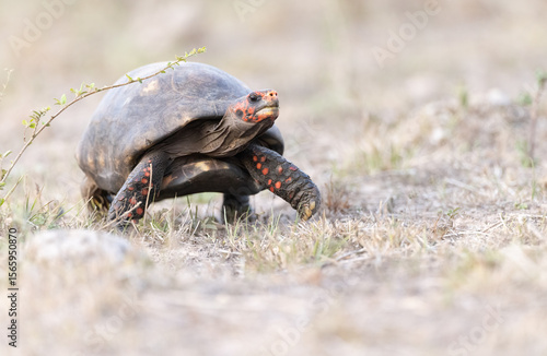 A tortoise walking 