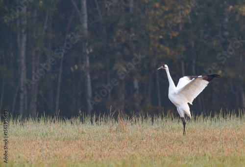 A whooping crane spreading its wings