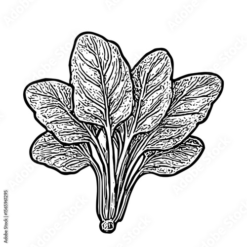 Spinach