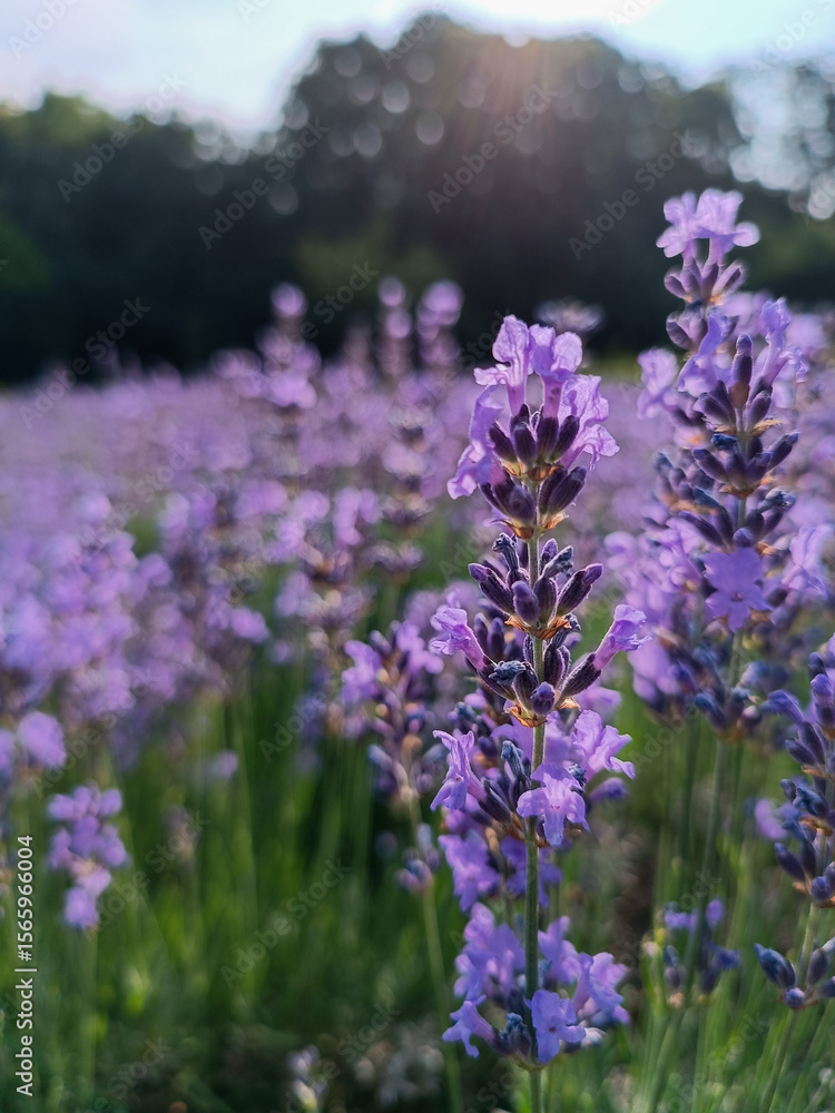 Obraz premium Close-up of blooming lavender flowers in soft evening light with blurred background. Peaceful summer scene highlighting the natural beauty and delicate texture of lavende