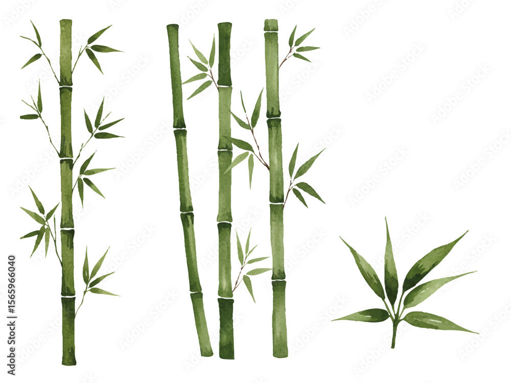 Obraz premium Vector watercolor bamboo / 水彩テイスト竹イラスト