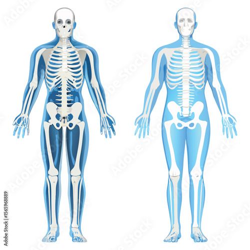 Anatomical Illustration of the Human Skeleton