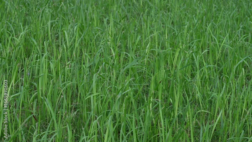 green grass background green grass background