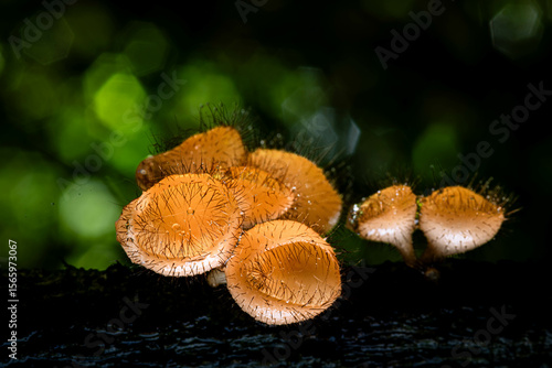 Fotografi close-up shot of delicate mushrooms sprouting in a cluster on a damp piece of wood, showcasing the wonders of forest life and natural textures