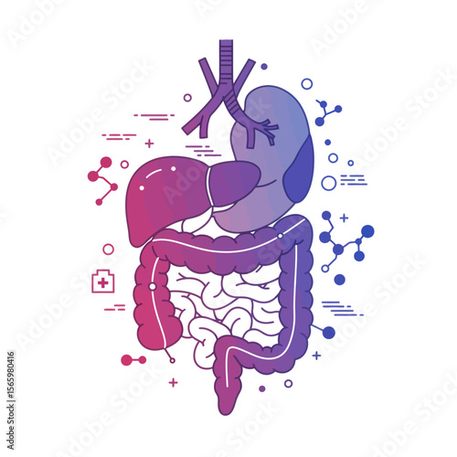 Diagram of the human digestive system, highlighting organs and their connections.