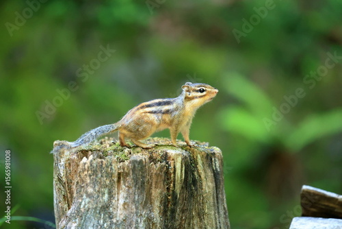 Cautious Chipmunk on Tree Stump – Woodland Wildlife Scene