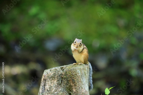 Cautious Chipmunk on Tree Stump – Woodland Wildlife Scene