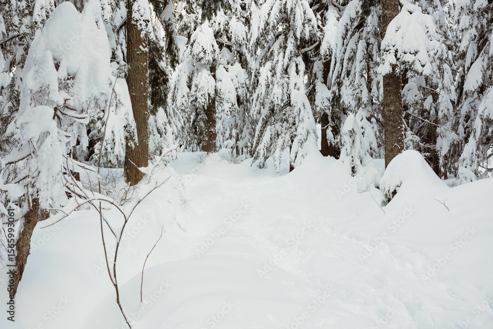 Fototapeta premium Snow covered forest during winter