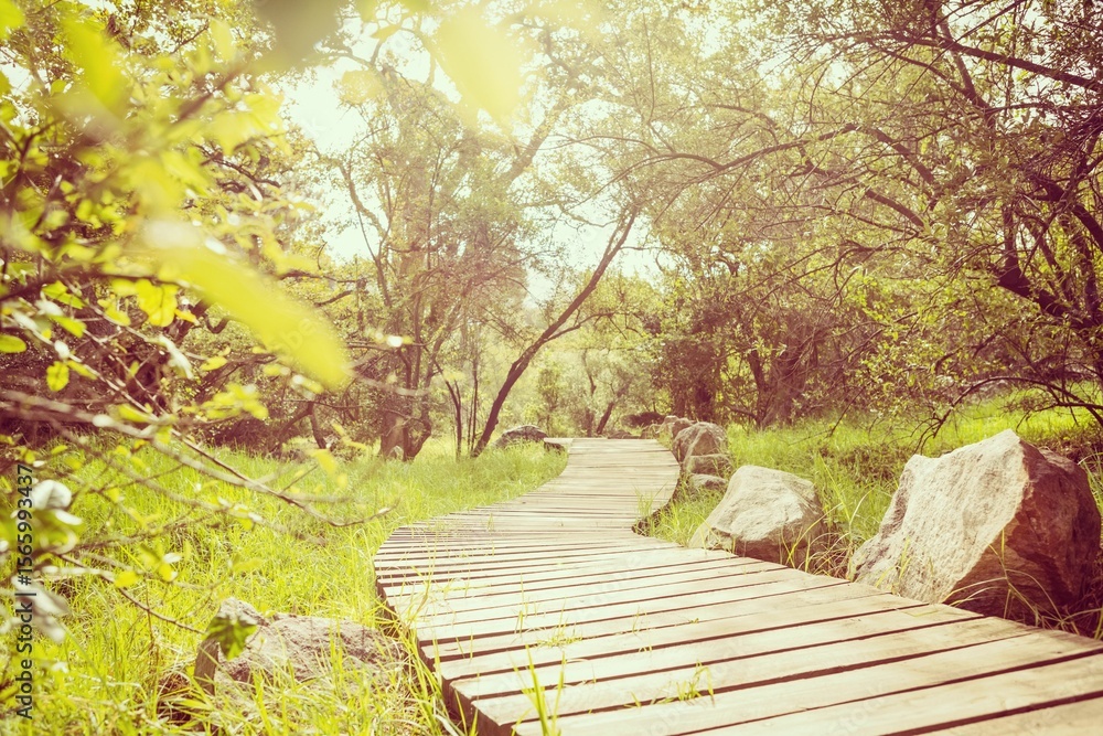 Fototapeta premium Empty boardwalk amidst trees