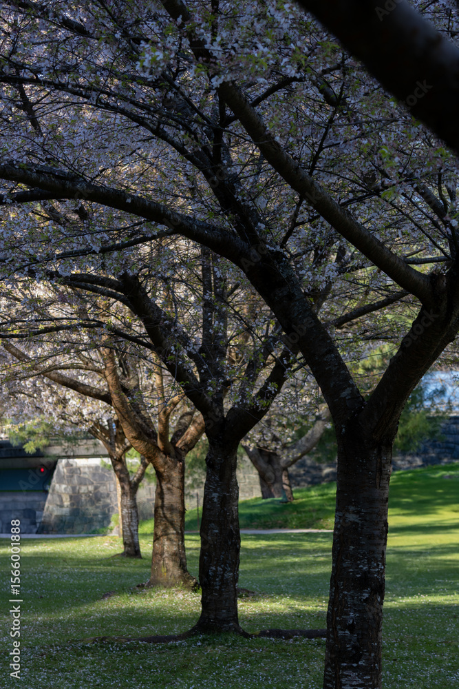 Naklejka premium One row of flowering trees in the park.