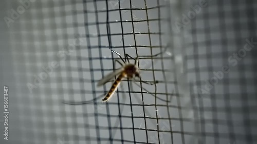 Wallpaper Mural Mosquito on window screen Torontodigital.ca