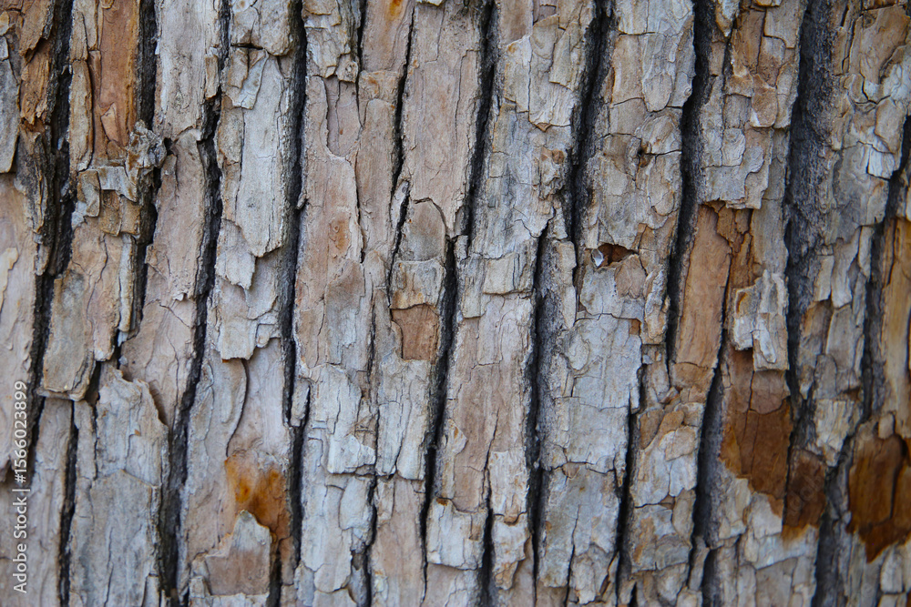 Obraz premium Rough tree bark with deep cracks and natural textures.