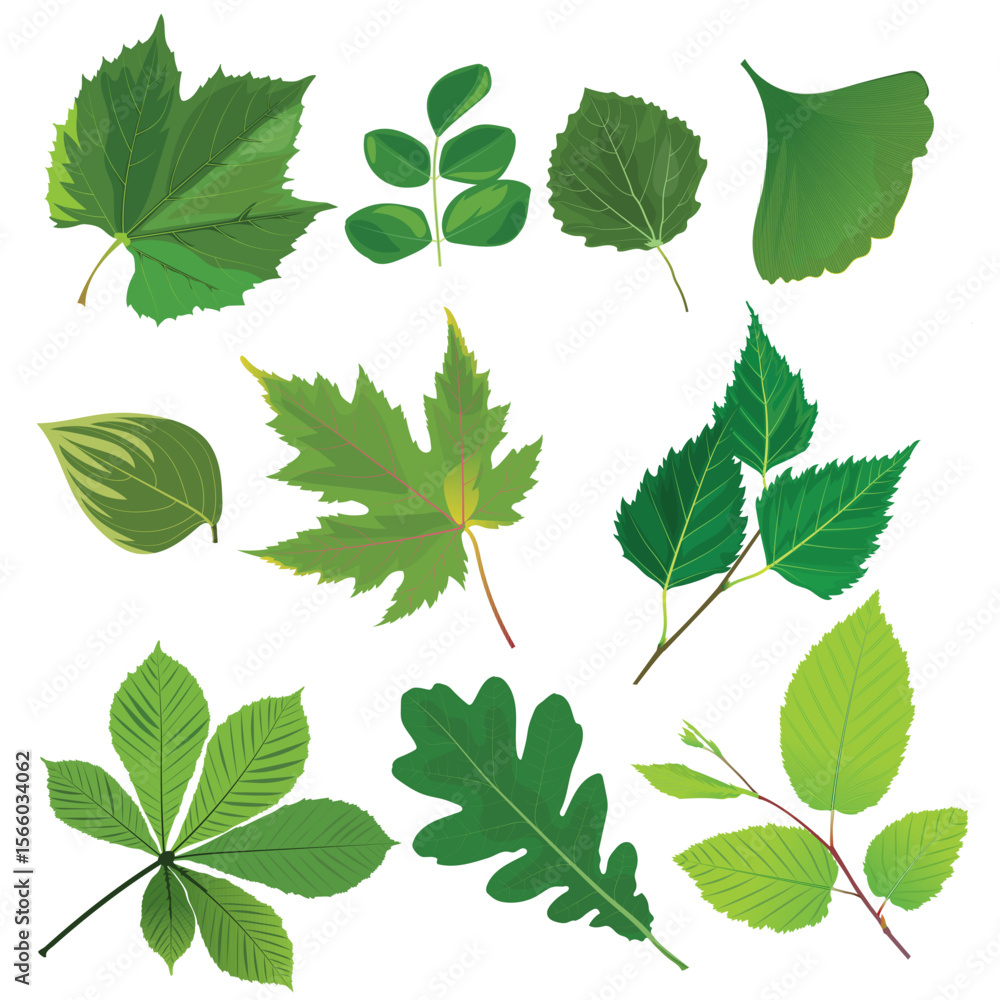 Autumn green leaves set on isolated white background. Autumn green leaves set on isolated white background.