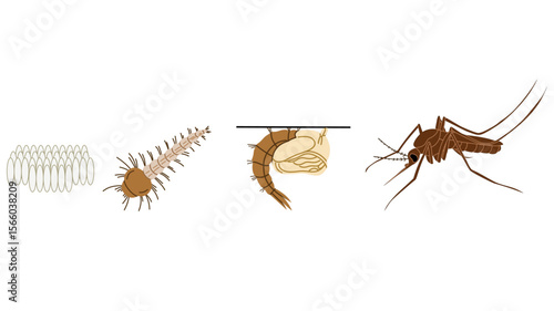Educational vector illustration showing the life cycle of a mosquito. The diagram includes four main stages: eggs, larva, pupa, and adult mosquito. This visual is ideal for biology lessons, entomology