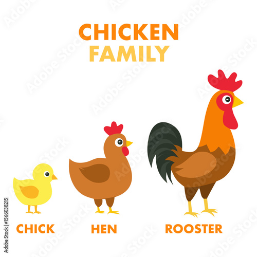 Adorable vector illustration of a chicken family: chick, hen, and rooster. Great for educational content, farm-themed designs, and children’s learning materials.
