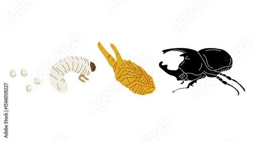 Educational vector illustration showing the life cycle of a rhino beetle, including stages from eggs, larva, pupa to adult beetle. Ideal for biology learning materials, insect-themed infographics