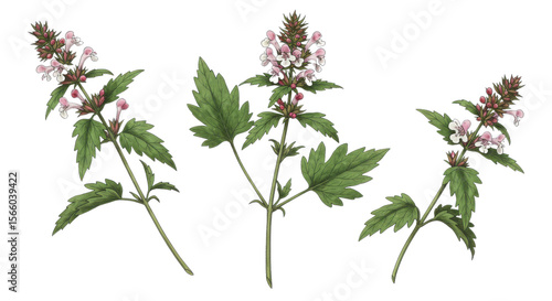 Three branches of hedge nettle plant with leaves and flowers isolated PNG with Transparent Background