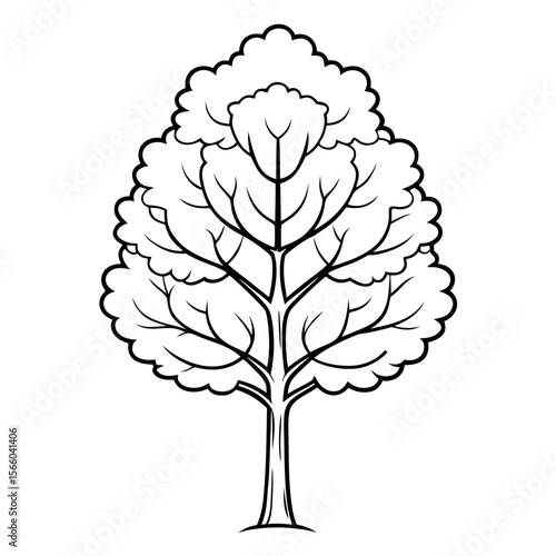 Poplar tree with roots