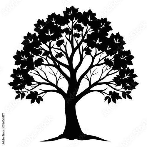 Sycamore vector tree silhouette