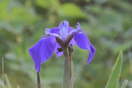 Stunningly vivid blue flowers in the early wetlands ,Japanese iris