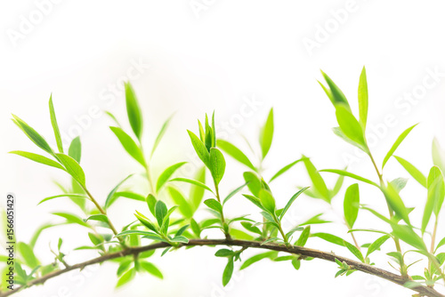 Wallpaper Mural Green fresh leaves semicircle with white background macro Torontodigital.ca