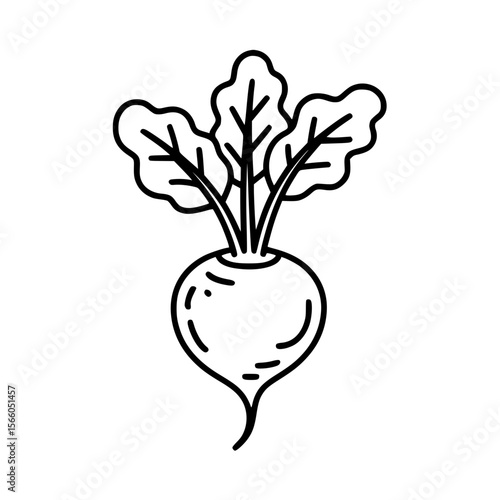 Beetroot line art illustration