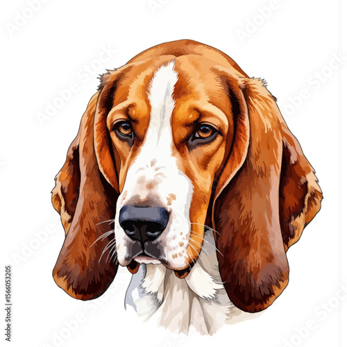 Basset hound dog with droopy ears and expressive eyes on white background  