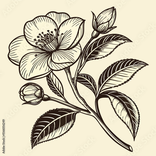Billede på lærred Vintage Hellebore Flower Engraving