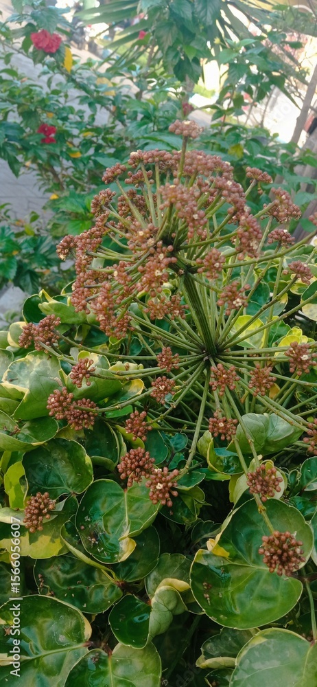 Obraz premium Close-Up of Wild Umbrella Flower Cluster in Garden