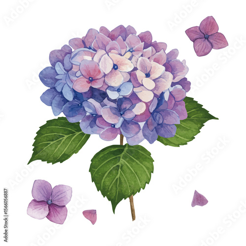 Vector watercolor illustration / 水彩テイストのあじさい