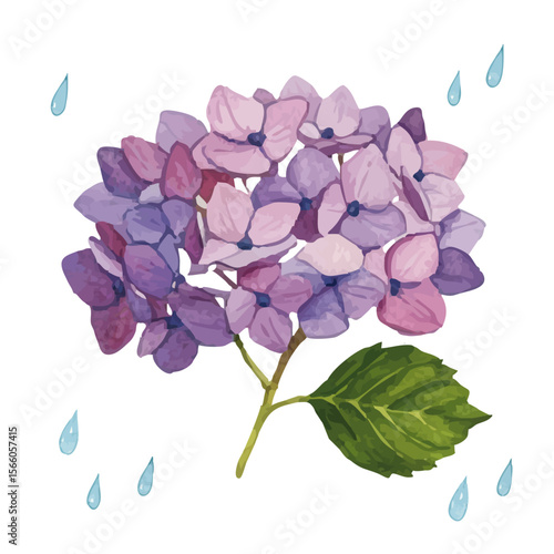 Vector watercolor illustration / 水彩テイストのあじさい