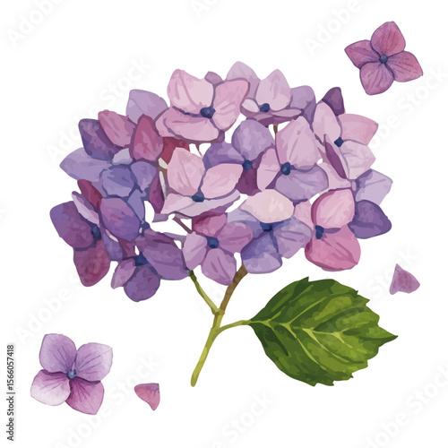 Vector watercolor illustration / 水彩テイストのあじさい